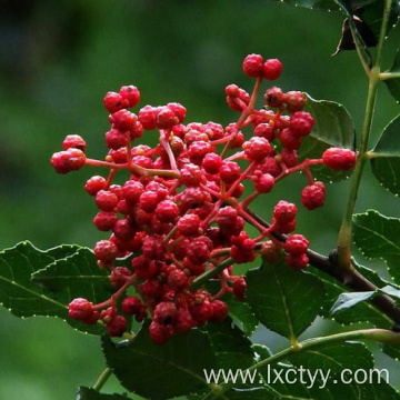 sichuan pepper extract tea